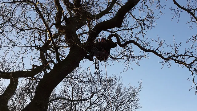 man taking a tree down